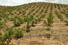 توسعه باغات راهکار صرفه‌جویی آب و افزایش بهره‌وری