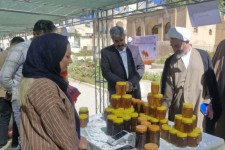 برگزاری جشنواره عسل در ایلام