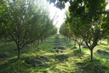 توسعه باغات ایلام؛ از اقتصاد سبز تا صنایع تبدیلی