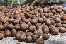 ۱۵۰۰ تن گردو در ایلام برداشت می‌شود