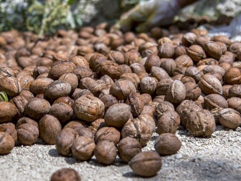 ۱۵۰۰ تن گردو در ایلام برداشت می‌شود