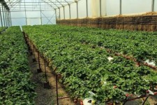 توسعه باغات دیم و گلخانه‌ها در دستور کار است