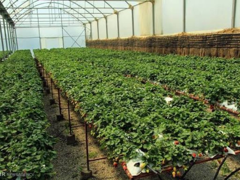 توسعه باغات دیم و گلخانه‌ها در دستور کار است