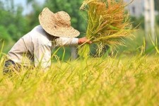 برداشت برنج از ۱۵۰۰ هکتار شالیزار سیروان شروع شد