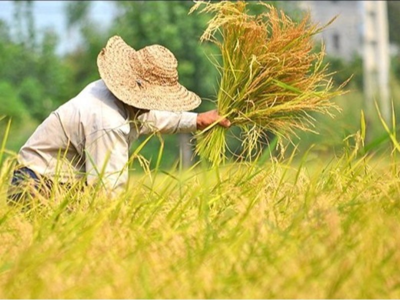 برداشت برنج از ۱۵۰۰ هکتار شالیزار سیروان شروع شد