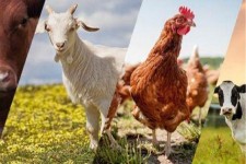 از مرغداری تا زنبورستان، روایت نبرد با بیماری‌ها