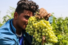 باغداران ایلامی نیازمند بهره‌گیری از دانش روز هستند