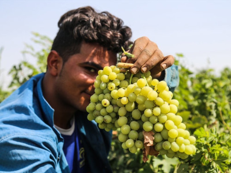 باغداران ایلامی نیازمند بهره‌گیری از دانش روز هستند