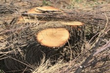 برداشت محصولات جنگلی بدون مجوز ممنوع است