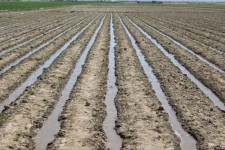 چغندرقند نقشی مهم در اقتصاد کشاورزی دهلران دارد