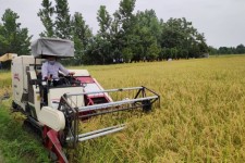 برداشت برنج از شالیزارهای شهرستان چرداول