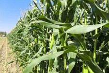 سطح زیر کشت ذرت علوفه‌ای ایلام افزایش می‌یابد