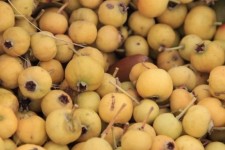 آغاز برداشت زالزالک از عرصه‌های طبیعی ایلام