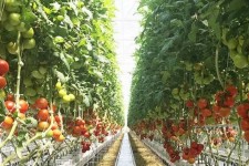 برداشت ۸۰ تن گوجه‌فرنگی از گلخانه‌های شهرستان چرداول