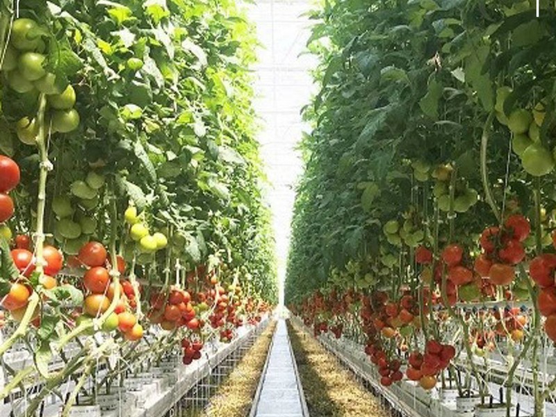 برداشت ۸۰ تن گوجه‌فرنگی از گلخانه‌های شهرستان چرداول