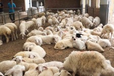 آموزش دامداران، کلید اشتغال و امنیت غذایی است