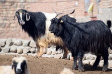 دامداران علائم تب برفکی را به ۱۵۱۲ گزارش دهند