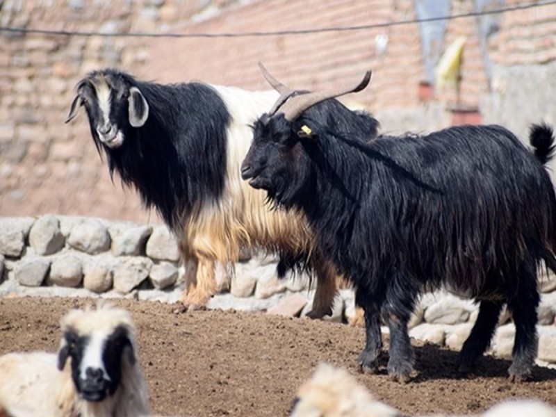 دامداران علائم تب برفکی را به ۱۵۱۲ گزارش دهند