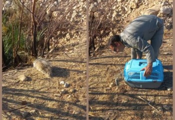 رهاسازی رودک آسیب‌دیده در طبیعت سیروان