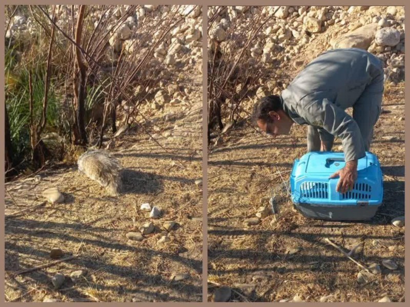 رهاسازی رودک آسیب‌دیده در طبیعت سیروان