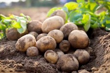 پیش‌بینی برداشت ۲ هزار تن سیب‌زمینی از مزارع چرداول