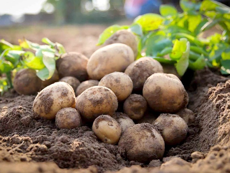 پیش‌بینی برداشت ۲ هزار تن سیب‌زمینی از مزارع چرداول