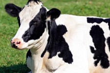 پیشگیری هوشمندانه، نجات دام و معیشت