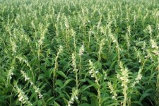 آغاز برداشت کنجد از ۱۳۰ هکتار مزارع دهلران