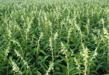 آغاز برداشت کنجد از ۱۳۰ هکتار مزارع دهلران