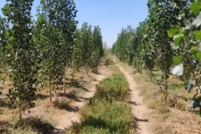 اجرای ۱۰۰۰ هکتار طرح زراعت چوب در ایلام