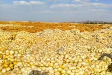 آغاز کشت پیاز در دهلران