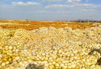 آغاز کشت پیاز در دهلران