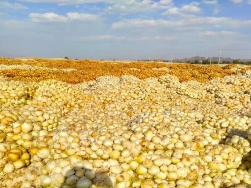 آغاز کشت پیاز در دهلران