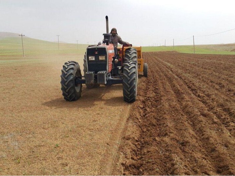 2 هزار هکتار زمین چرداول زیر کشت نخود رفت