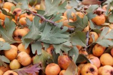 برداشت زالزالک از کوه‌های شهرستان ملکشاهی