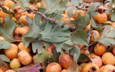 برداشت زالزالک از کوه‌های شهرستان ملکشاهی