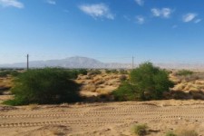 ۳۵ هزار نهال در مهران کاشته می‌شود