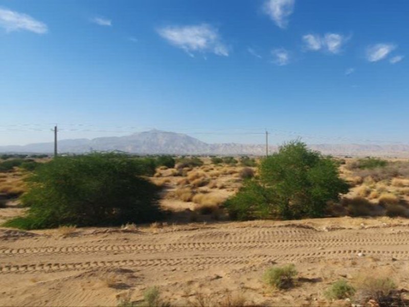 ۳۵ هزار نهال در مهران کاشته می‌شود
