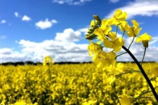 شرایط اقلیمی به مزارع کلزا خسارت زده است