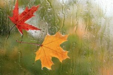 بارش باران، طراوت و زیبایی را به شهر ایلام داد