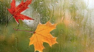 بارش باران، طراوت و زیبایی را به شهر ایلام داد