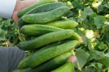 نخستین برداشت خیار از گلخانه دهلران انجام شد