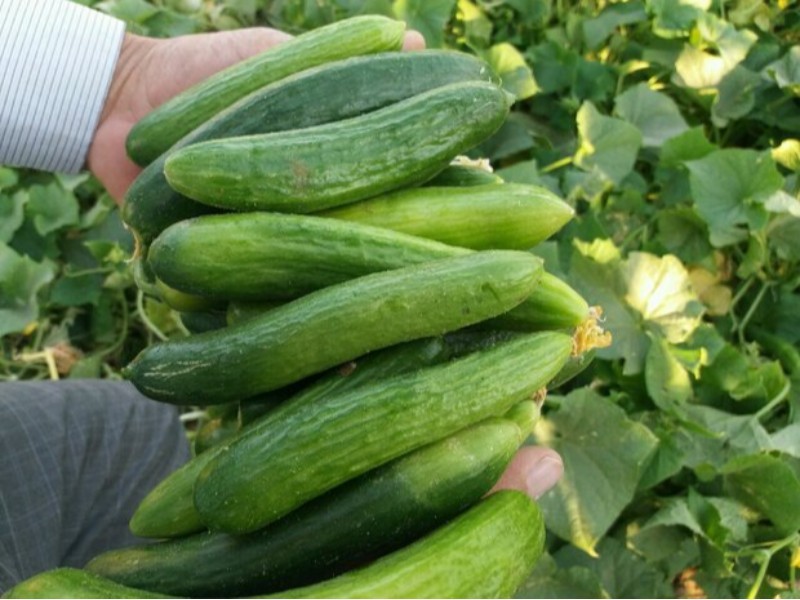 نخستین برداشت خیار از گلخانه دهلران انجام شد