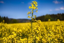 اختصاص ۴۸۰۰ هکتار از اراضی دهلران به کلزا