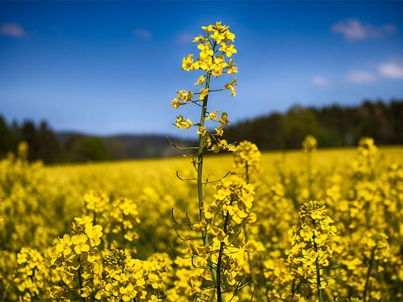 اختصاص ۴۸۰۰ هکتار از اراضی دهلران به کلزا