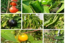 آغاز برداشت محصولات متنوع گلخانه‌ای در دهلران