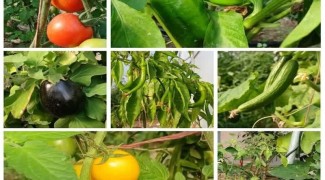 آغاز برداشت محصولات متنوع گلخانه‌ای در دهلران