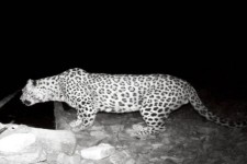 ثبت حضور ۲ پلنگ ایرانی در کوهستان‌های ایلام