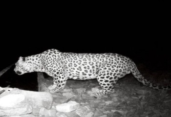 ثبت حضور ۲ پلنگ ایرانی در کوهستان‌های ایلام