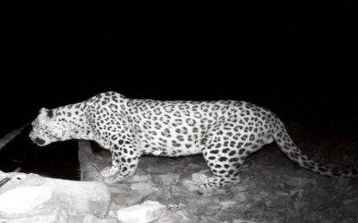 ثبت حضور ۲ پلنگ ایرانی در کوهستان‌های ایلام